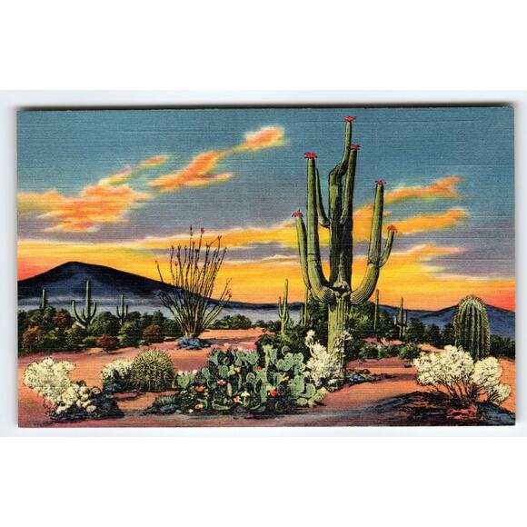 Vintage Sunset on the Desert Cactus Scene Linen Postcard by J.R. Willis - Picture 1 of 2